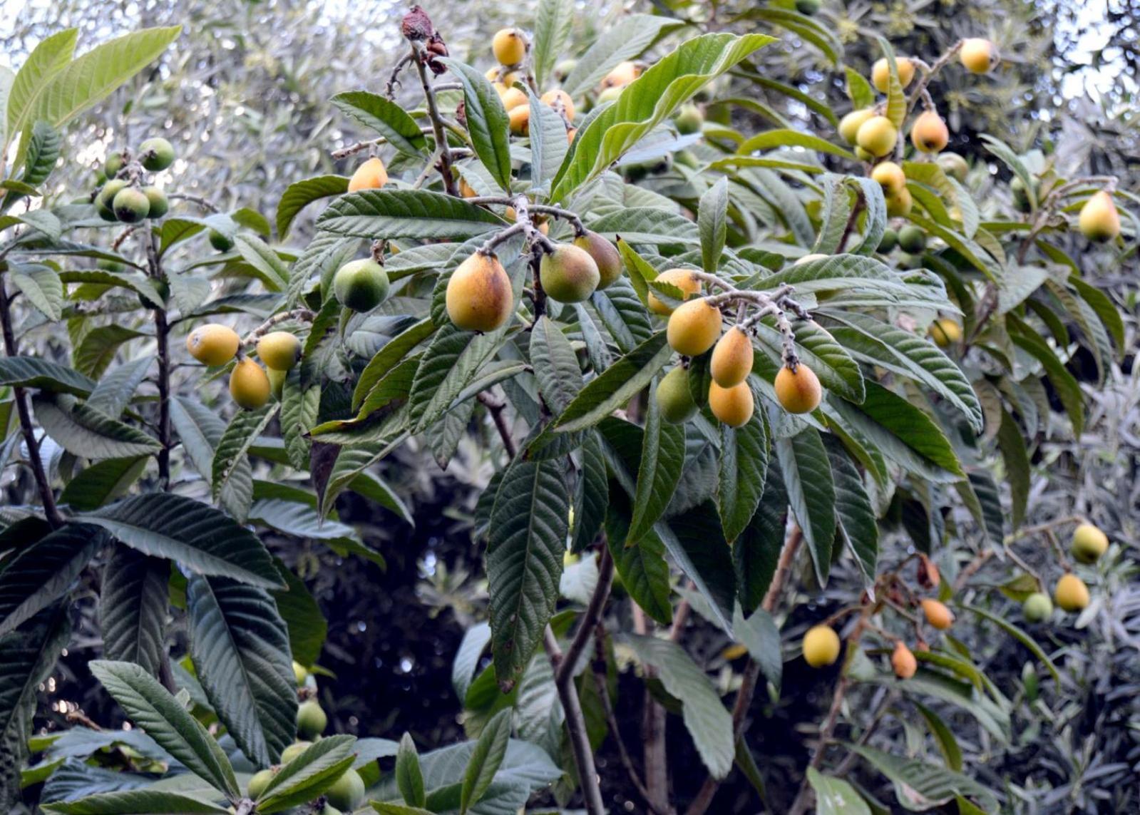 بيت الطبيعة Nature House Jarash Esterno foto